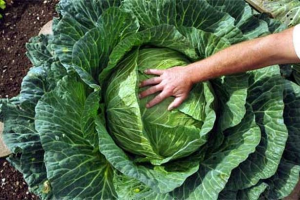 Alaskan cabbage